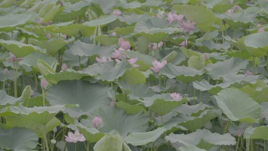 夏季荷塘荷花LOG视频素材