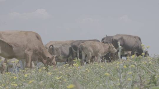 蓝天下蒲公英花海黄牛牛群在吃草牛犊02视频素材模板下载