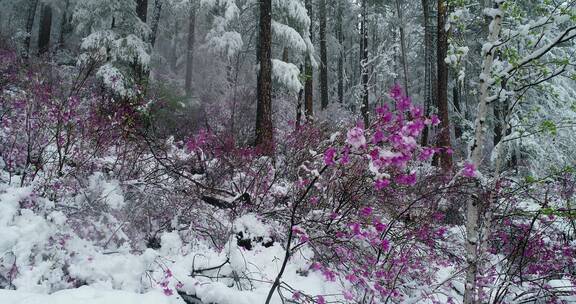 航拍雪压杜鹃（五月末杜鹃花开时普降瑞雪）