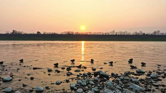 高清航拍日落夕阳江边小鸟鸭子鸟河水