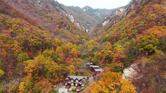 秋季森林自然风景实拍视频