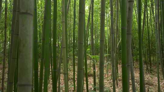 竹子竹林写意水墨