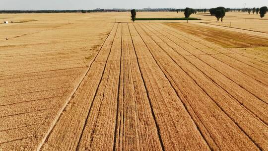 小麦丰收收割