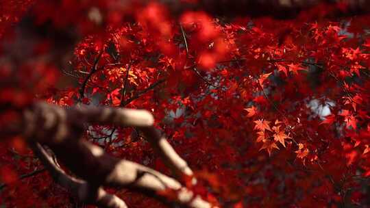红色枫叶摇晃视频片段空镜