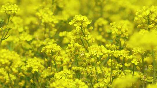 油菜花实拍