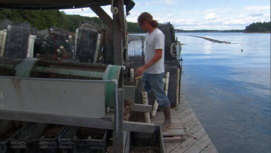 水产养殖场工人收集贝类视频素材模板下载