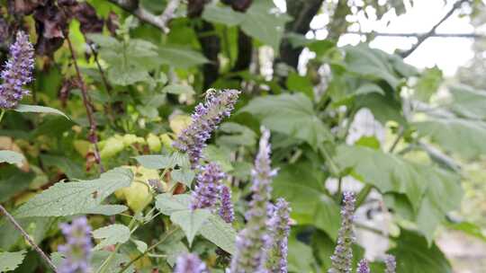 大黄蜂，花蜜，花，蜜蜂