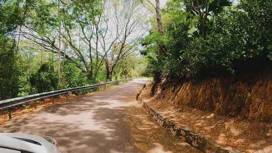 森林，道路，骑，观点