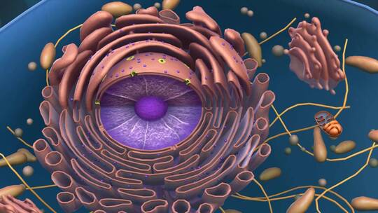 微观医学细胞核肝细胞高尔基体三维动画
