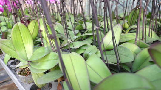 大棚种植蝴蝶兰 大棚种植花卉 花卉种植