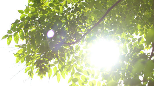 树叶阳光空镜