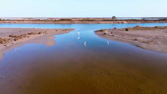 航拍黄河入海口湿地候鸟白鹭