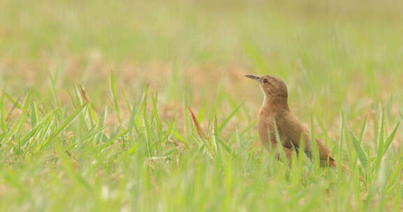 草地上的红褐色霍内罗鸟环顾四周，抓住小昆虫