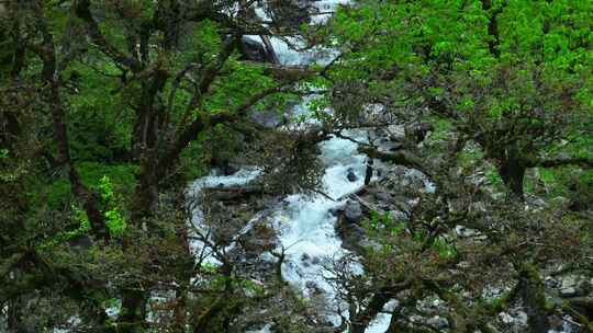 森林溪流流水