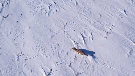 郊狼跑过深深的粉雪和田野