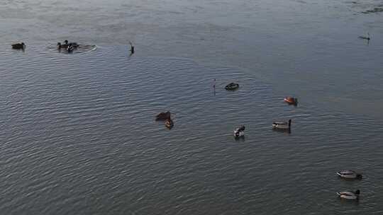 航拍鸟类栖息地 航拍鸟 湿地 航拍湿地