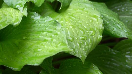 大型绿色植物在雨中落叶