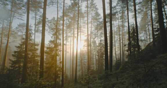 森林中朦胧的日落