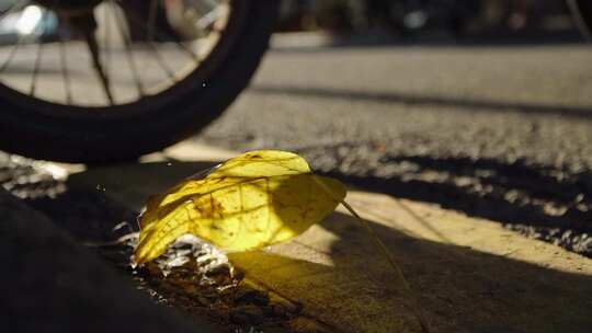 风吹起地上的落叶【商用需购买企业授权】