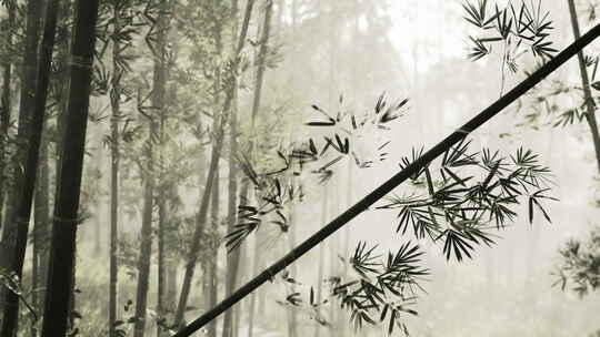 雾中幽静的竹林