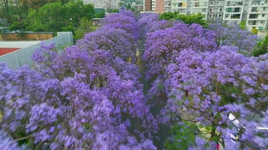 昆明蓝花楹