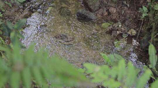 云南普洱白天森林中的小溪实拍特写