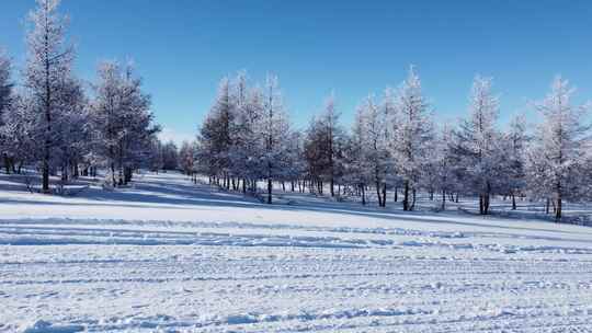 积雪覆盖树木的冬日户外雪景