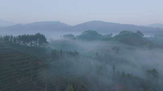 航拍四川峨眉山茶山 清晨云雾中的竹叶青