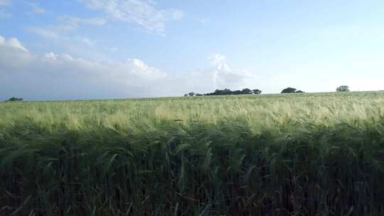 绿油油的麦子 春天微风中的绿色麦子
