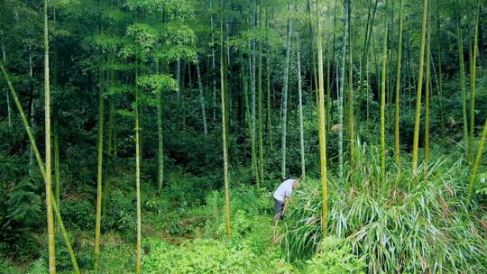 高清竹林砍竹4k航拍