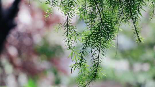 雨天的植物叶子4K