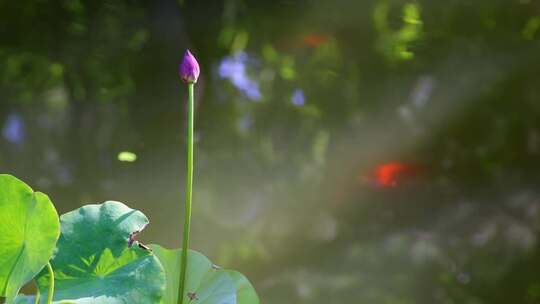 荷花鱼儿