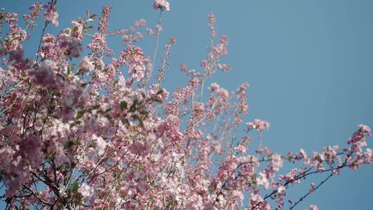 4K-海棠花盛开，西府海棠花盛开