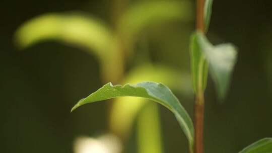 植物 叶子 茶叶