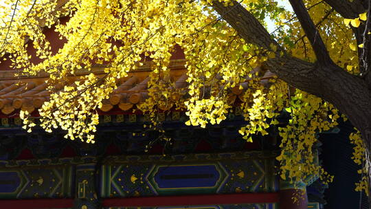 北京银杏银杏树秋天秋景秋季秋色