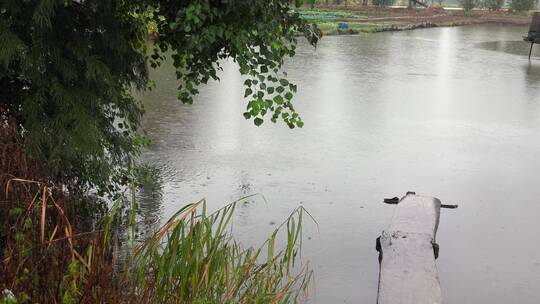 4K实拍下雨天的池塘