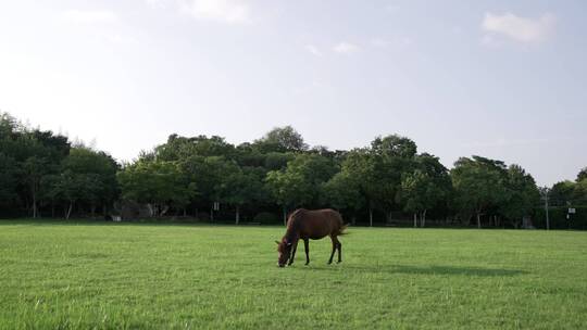 公园 白马 马 人居环境 现代