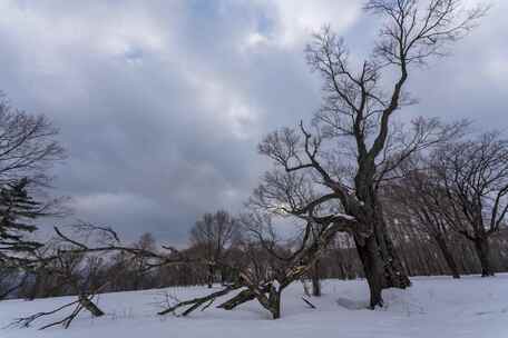 4K吉林冬天雪景四方顶枯树蓝天雪景延时