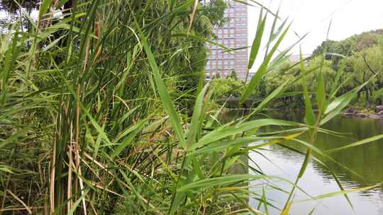 湖水水草和湖面的倒影