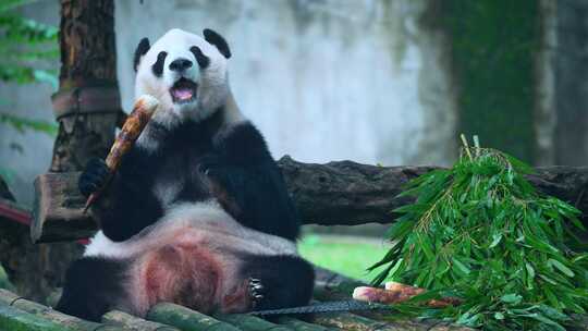 熊猫吃竹笋视频合集