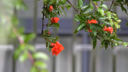 雨中的石榴花4K