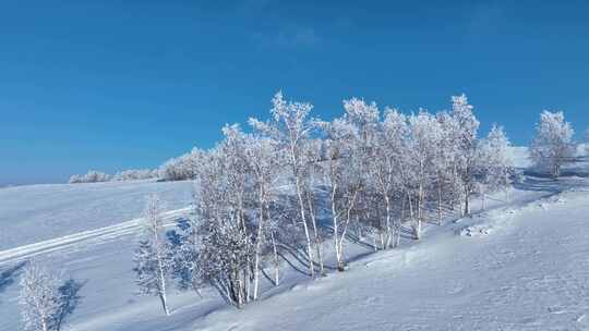 极寒雪原白桦雾凇美景