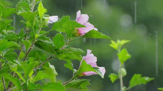 雨滴从绿色植物上落下唯美素材