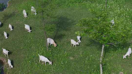 航拍草地上吃草的生态山羊群