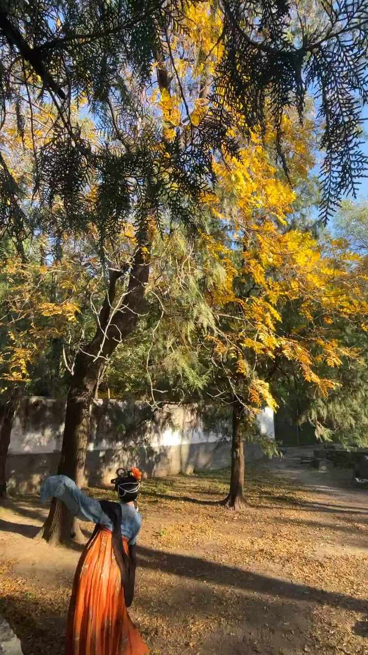 古装女子漫步秋日树林