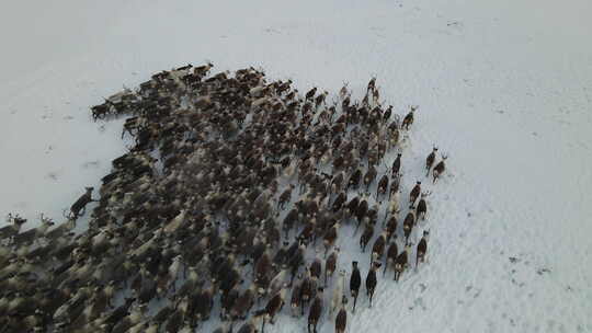 驯鹿牧民驾驶雪地车驱赶一大群驯鹿