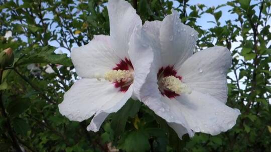 白色的芙蓉花盛开的细节与晨露