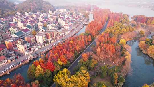 杭州湘湖秋天水杉林风景航拍