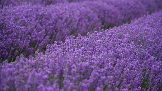 薰衣草特写花海