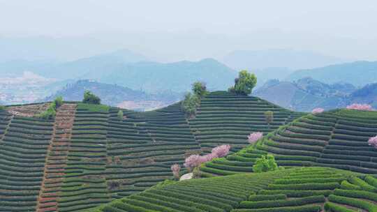 杭州富阳拔山春天樱花茶园风景